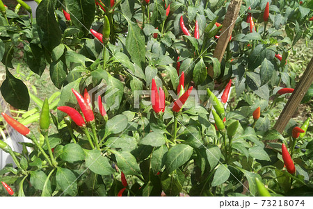 SEREMBAN, MALAYSIA -OCTOBER 01, 2016: Capsicum plant also known as peppers. Often used as an ingredient in the cuisine of Southeast Asia. SEREMBAN, MALAYSIA -OCTOBER 01, 2016: Capsicum plant also known as peppers. Often used as an ingredient in the cuisine of Southeast Asia. 73218074