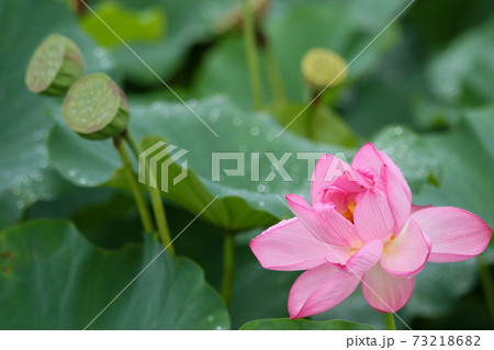 蓮の花 73218682