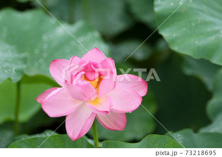 蓮の花 蓮の花 73218695