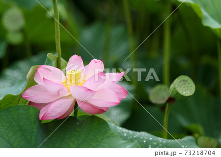 蓮の花 73218704