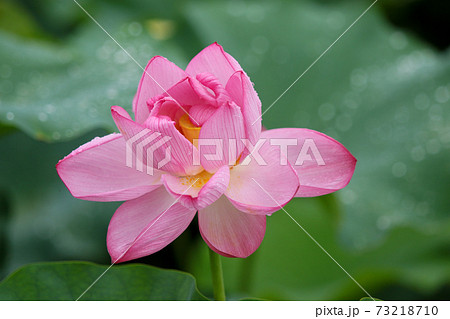 蓮の花 蓮の花 73218710