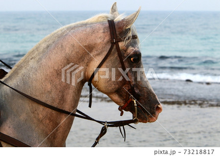 rider on horseback for a walk on the shores of the Mediterranean Sea in northern Israel. Horses close up	 73218817