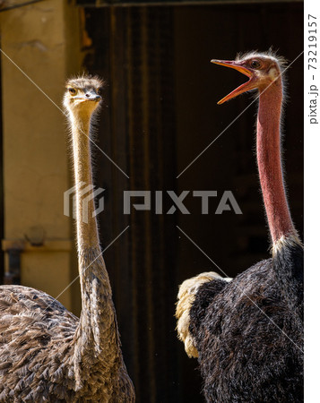 Red-necked ostrich,Struthio camelus in Jerez de la Frontera, Andalusia, Spain Red-necked ostrich,Struthio camelus in Jerez de la Frontera, Andalusia, Spain 73219157