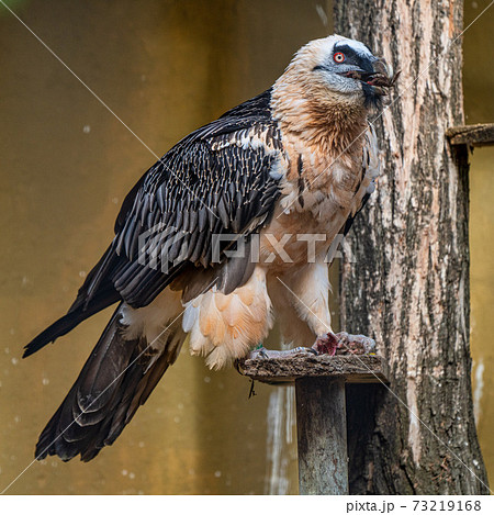 Bearded vulture, Gypaetus barbatus in Jerez de la Frontera, Andalusia, Spain 73219168