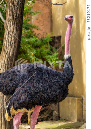 Red-necked ostrich,Struthio camelus in Jerez de la Frontera, Andalusia, Spain Red-necked ostrich,Struthio camelus in Jerez de la Frontera, Andalusia, Spain 73219172
