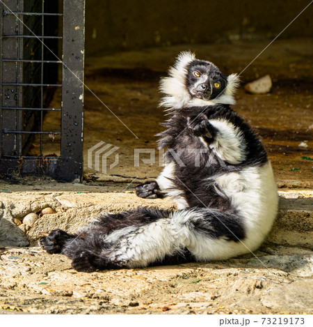Black and white ruffed lemur in Jerez de la Frontera, Andalusia, Spain Black and white ruffed lemur in Jerez de la Frontera, Andalusia, Spain 73219173