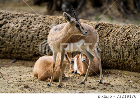 Dorcas gazelle, Gazella, dorcas in Jerez de la Frontera, Andalusia, Spain Dorcas gazelle, Gazella, dorcas in Jerez de la Frontera, Andalusia, Spain 73219176