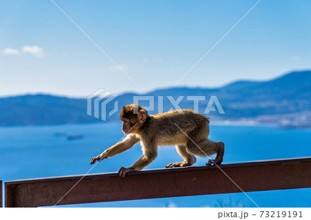 Wild macaque or Gibraltar monkey, attraction of the British overseas territory. Wild macaque or Gibraltar monkey, attraction of the British overseas territory. 73219191