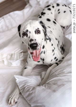 Dalmatian dog lying down in white bed and looking at the camera. White and black spotted Dalmatian dog posing on a white couch. Dalmatian dog lying down in white bed and looking at the camera. White and black spotted Dalmatian dog posing on a white couch. 73219271
