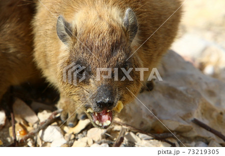 damans sit on hot stones in a city park on the shores of the Mediterranean in northern Israel damans sit on hot stones in a city park on the shores of the Mediterranean in northern Israel 73219305