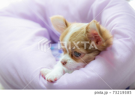ドッグベットでくつろく子犬のチワワ 73219385
