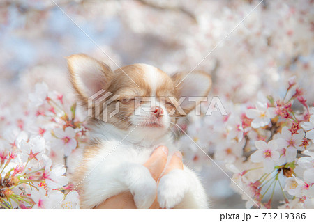 チワワの仔犬がサクラの匂いでうっとり 73219386