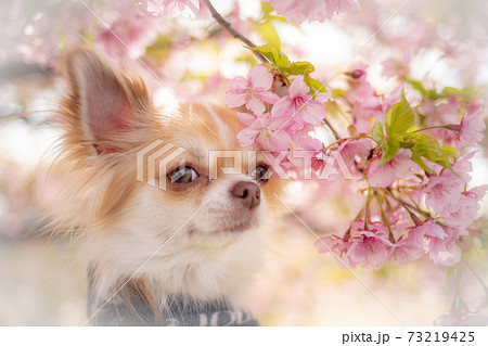 桜を見つめるチワワ 桜を見つめるチワワ 73219425