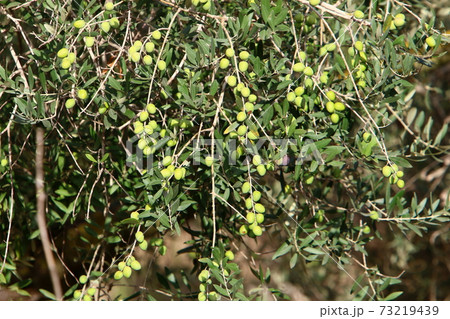 Ripe olives on the branches of an olive tree. Harvesting season in Israel.	 73219439