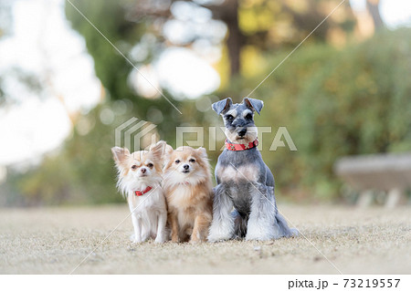 カメラ目線で記念撮影する3匹の犬の写真素材