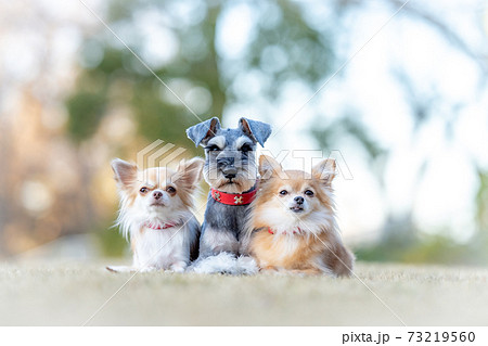公園でフセをする3匹の犬 73219560