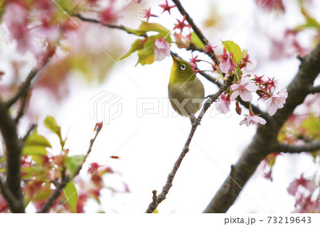河津さくらとメジロ 河津さくらとメジロ 73219643