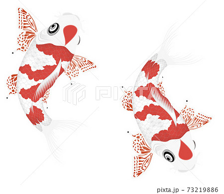 ファンタジーかつ和風の錦鯉 アジアで人気の三段紅白 のイラスト素材