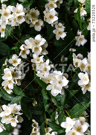 close up blooming jasmine flower on bush in garden, selected focus. 73220526