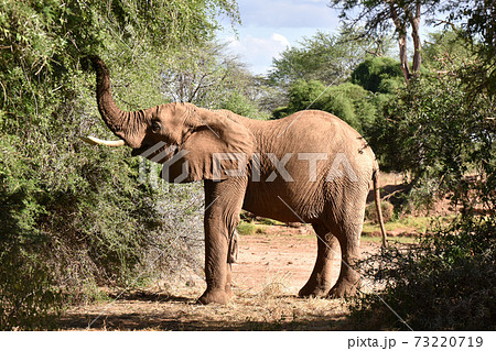 アフリカゾウ(サンブル自然保護区、ケニア) アフリカゾウ(サンブル自然保護区、ケニア) 73220719