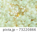 イソギンチャクとクマノミ 73220866