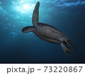 カメと太陽 73220867