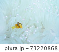 クマノミとイソギンチャク 73220868