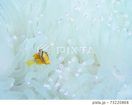 クマノミとイソギンチャク 73220868