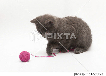 Gray kitten playing with pink clew isolated Gray kitten playing with pink clew isolated 73221174
