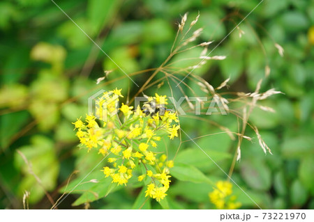 ホソバノキリンソウの蜜を吸うオオマルハナバチの雄 73221970