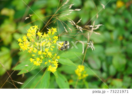 ホソバノキリンソウの蜜を吸うオオマルハナバチの雄 ホソバノキリンソウの蜜を吸うオオマルハナバチの雄 73221971