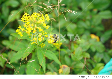 ホソバノキリンソウの蜜を吸うオオマルハナバチの雄 ホソバノキリンソウの蜜を吸うオオマルハナバチの雄 73221972