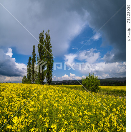 High poplar trees group in spring rapeseed yellow blooming fields view, blue sky with clouds in sunlight. High poplar trees group in spring rapeseed yellow blooming fields view, blue sky with clouds in sunlight. 73222059