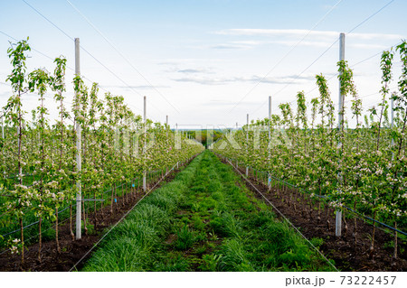 Young Apple orchard with drip irrigation system for trees 73222457