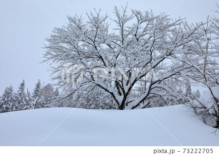 豪雪地の雪景色・桜の木に雪積もる 福島県只見町の写真素材 [73222705 