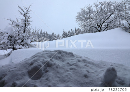 豪雪地の雪景色 たっぷり積もった雪と樹木の写真素材