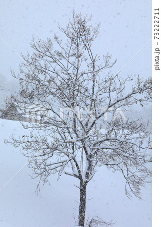 豪雪地の雪景色・桐の木と一軒家 福島県只見町 豪雪地の雪景色・桐の木と一軒家 福島県只見町 73222711