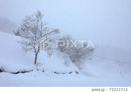 豪雪地の雪景色・桐の木と一軒家 福島県只見町 豪雪地の雪景色・桐の木と一軒家 福島県只見町 73222713