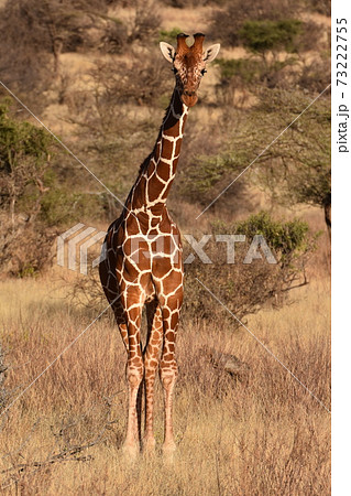 アミメキリン（サンブル自然保護区、ケニア） 73222755