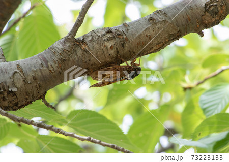 アブラゼミ アブラゼミ 73223133