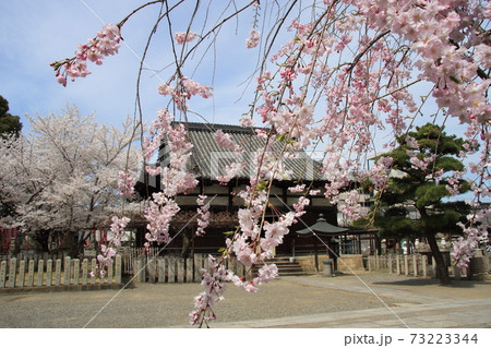 シダレザクラの花枝ごしに、葛井寺の堂宇 シダレザクラの花枝ごしに、葛井寺の堂宇 73223344