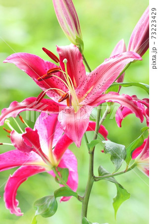 大きいユリ 濃いピンク色の花 オリエンタルハイブリッド系 自然背景の写真素材