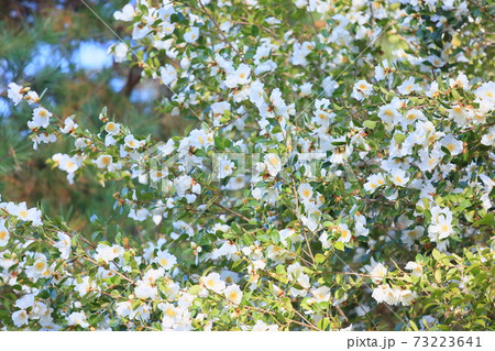サザンカの花 サザンカの花 73223641