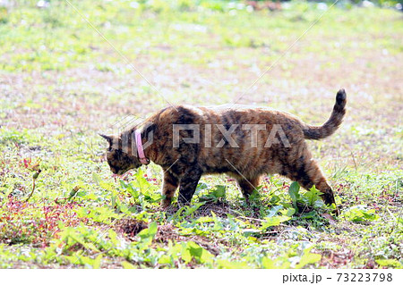 畑をさすらうサビ猫 畑をさすらうサビ猫 73223798