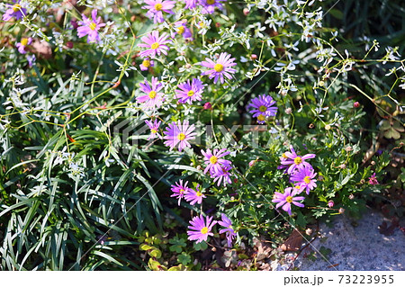 デイジーの花 73223955