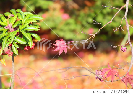 紅葉カエデ　ノムラ 73224096