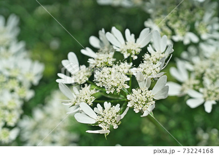 白いオルレア ホワイトレースの花の写真素材