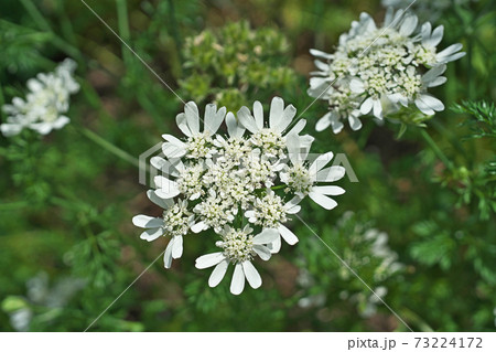 白いオルレア ホワイトレースの花の写真素材