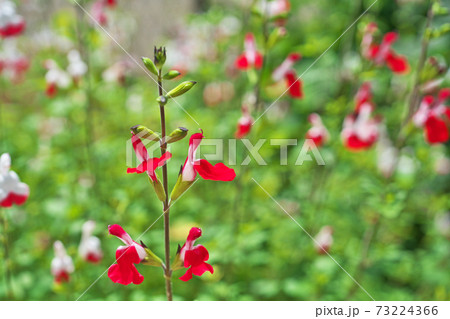 白と赤の小さなチェリーセージの花の写真素材