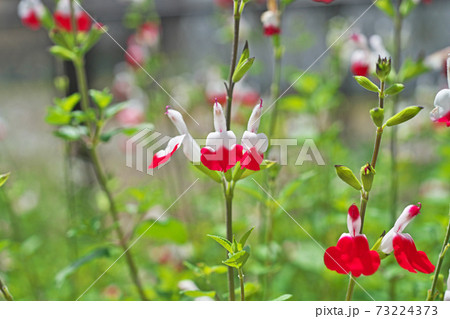 白と赤の小さなチェリーセージの花の写真素材